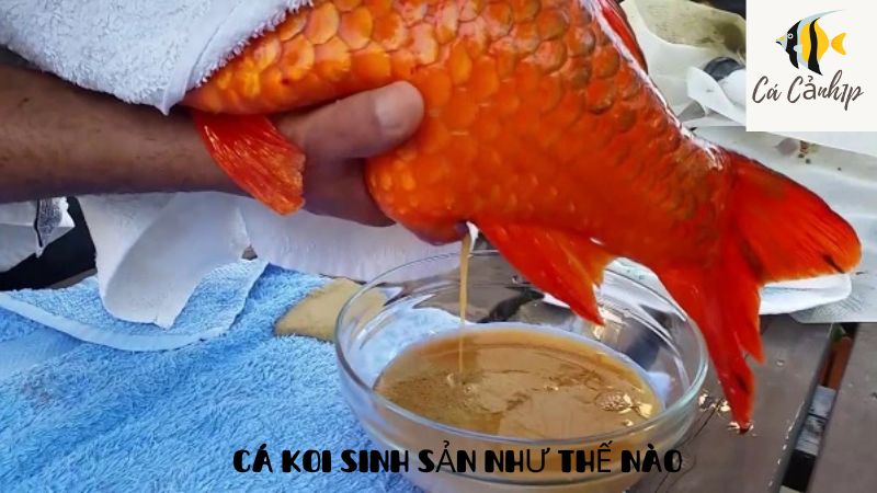 cá koi sinh sản như thế nào