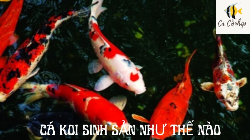 cá koi sinh sản như thế nào