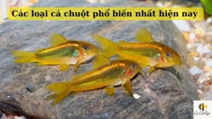 Các loại cá chuột