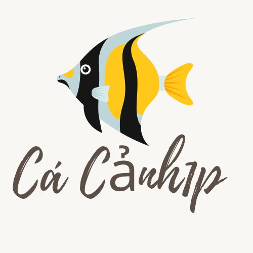 cacanh1p.com