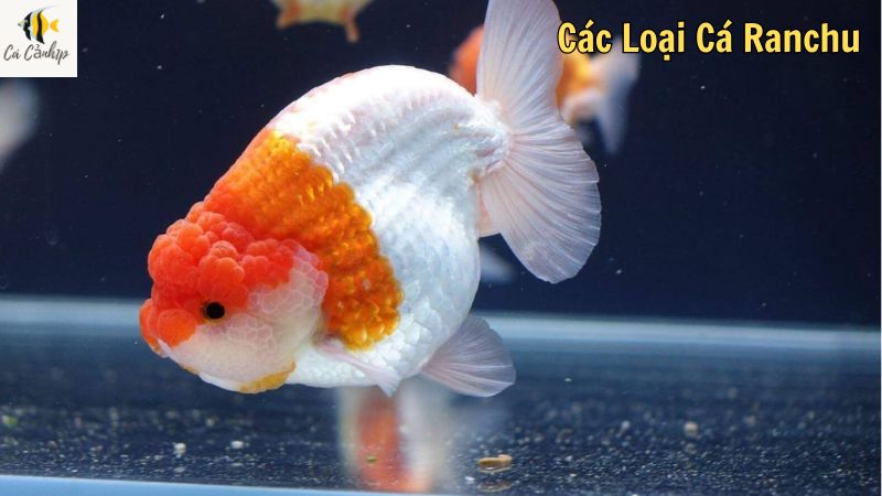 Các Loại Cá Ranchu