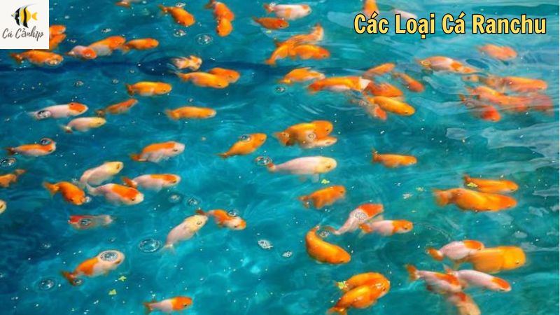 Các Loại Cá Ranchu