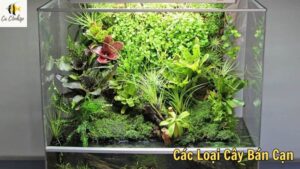 Các Loại Cây Bán Cạn