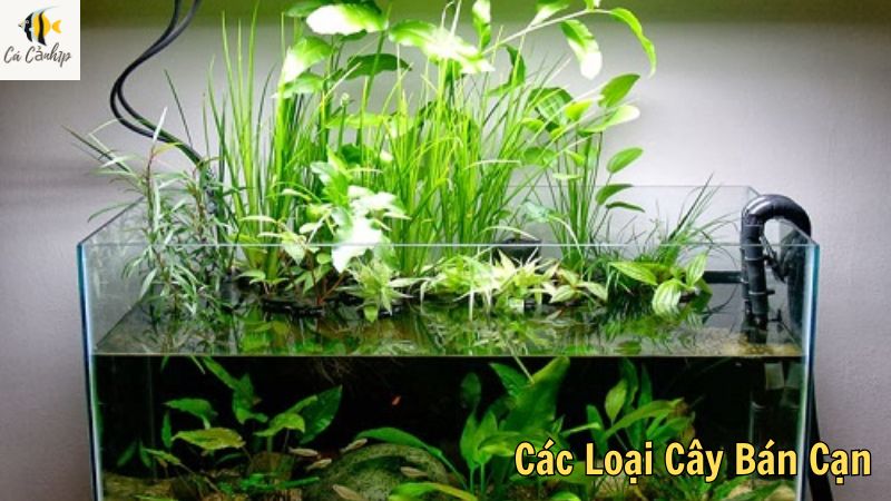 Các Loại Cây Bán Cạn