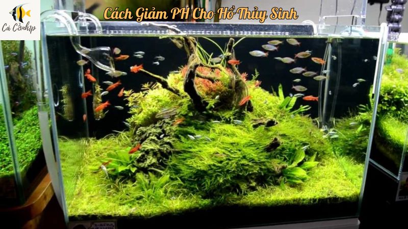 Cách Giảm PH Cho Hồ Thủy Sinh