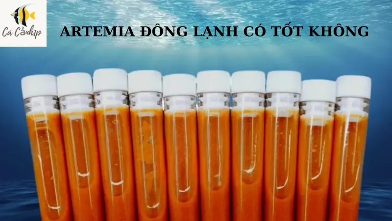 Artemia Đông Lạnh Có Tốt Không