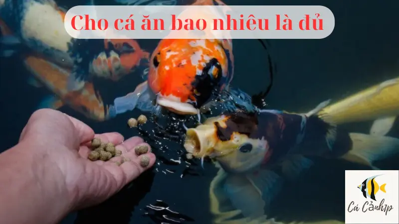 Cho cá ăn bao nhiêu là đủ