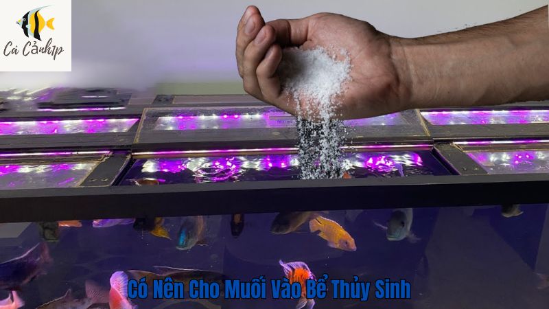 Có Nên Cho Muối Vào Bể Thủy Sinh